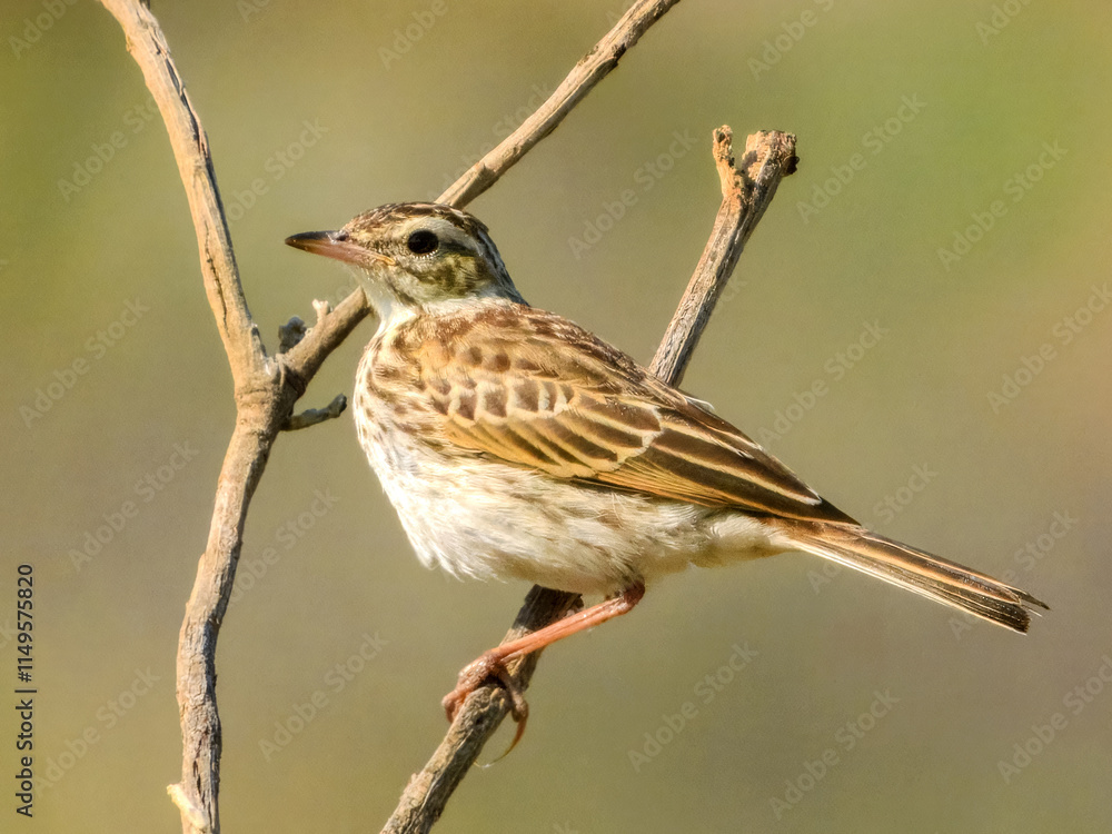 Fototapeta premium Australasian Pipit (Anthus novaeseelandiae) in Australia