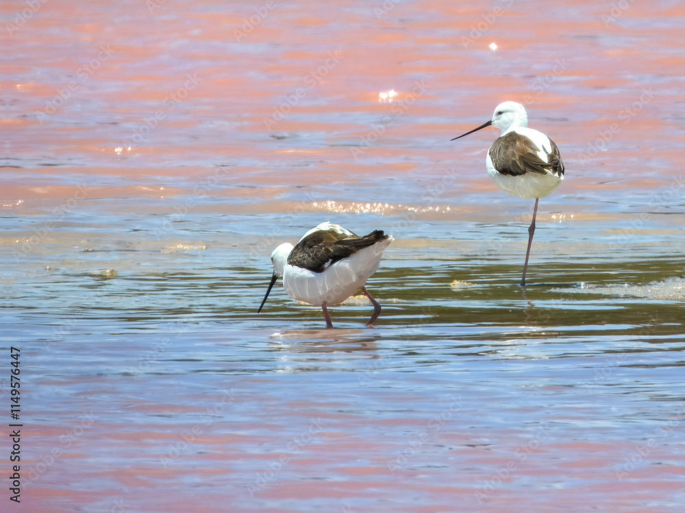 Banded Stilt (Himantopus leucocephalus) in Australia