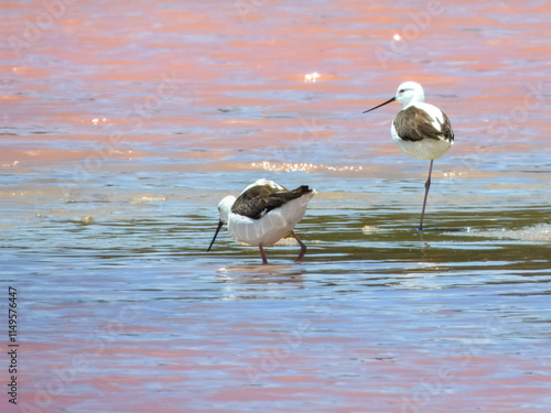 Obraz na płótnie Banded Stilt (Himantopus leucocephalus) in Australia w salonie