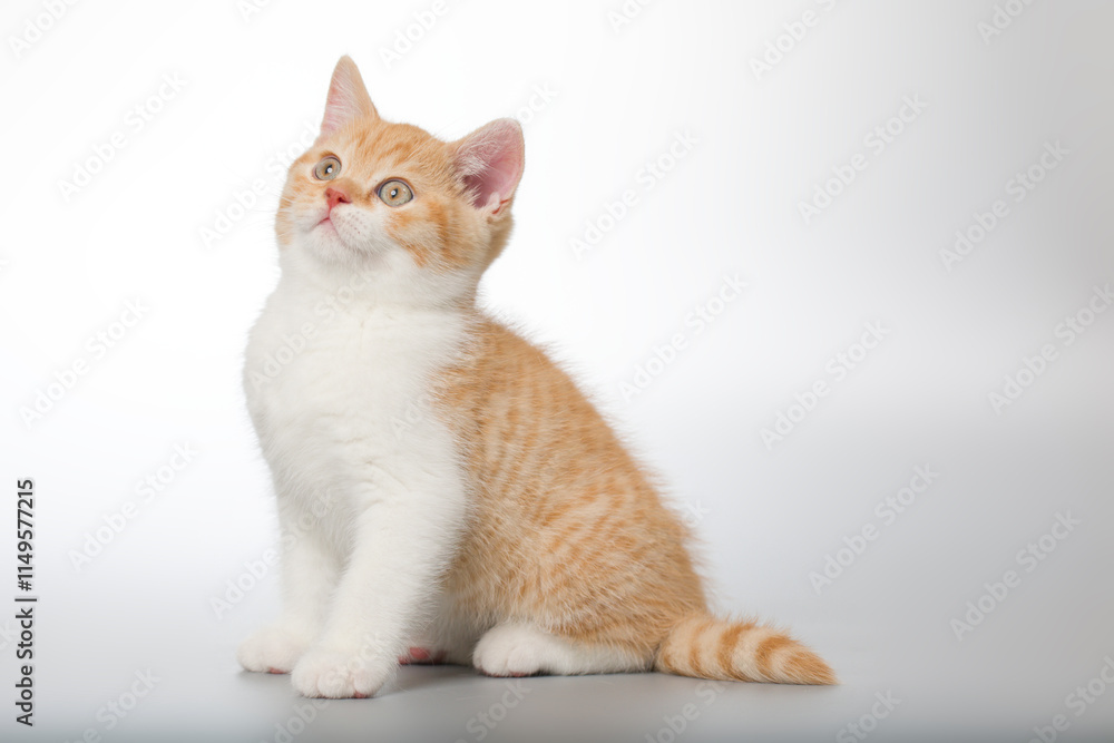 Young kitten posing for portrait in studio on gray background Young kitten posing for portrait in studio on gray background