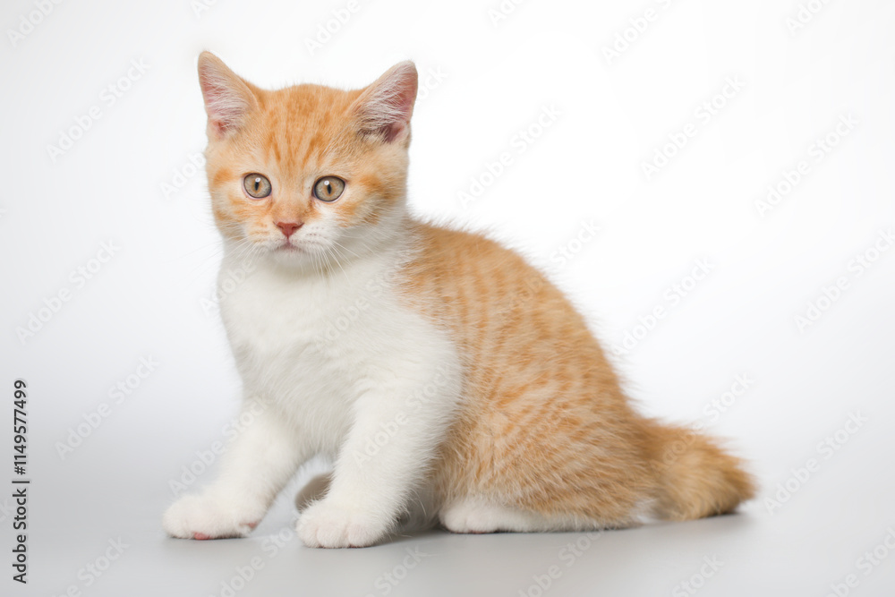 Young kitten posing for portrait in studio on gray background Young kitten posing for portrait in studio on gray background