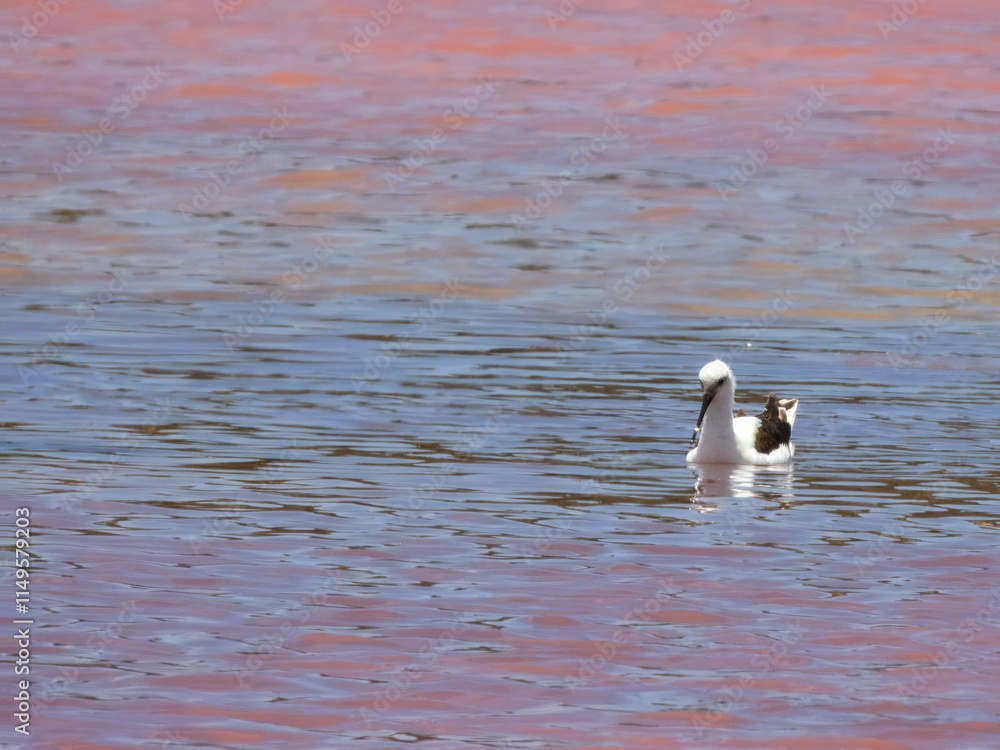 Banded Stilt (Himantopus leucocephalus) in Australia Banded Stilt (Himantopus leucocephalus) in Australia