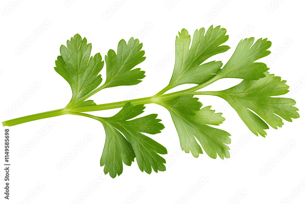 Coriander parsley leaves isolated on white background clipping path Coriander parsley leaves isolated on white background clipping path