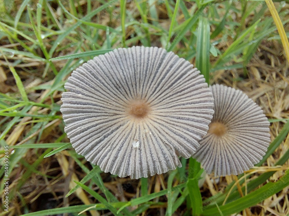 A close-up of a pleated inkcap mushroom, its cap full of delicate folds A close-up of a pleated inkcap mushroom, its cap full of delicate folds