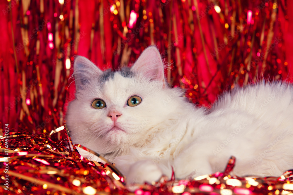 Cute little kitten lying on a soft red blanket with Christmas glittering decorations. Christmas concept
