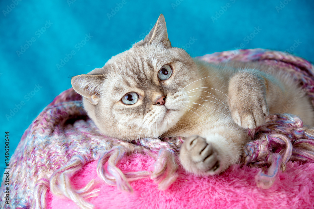 Portrait of a cute British shorthair cat covered with a soft pink plaid