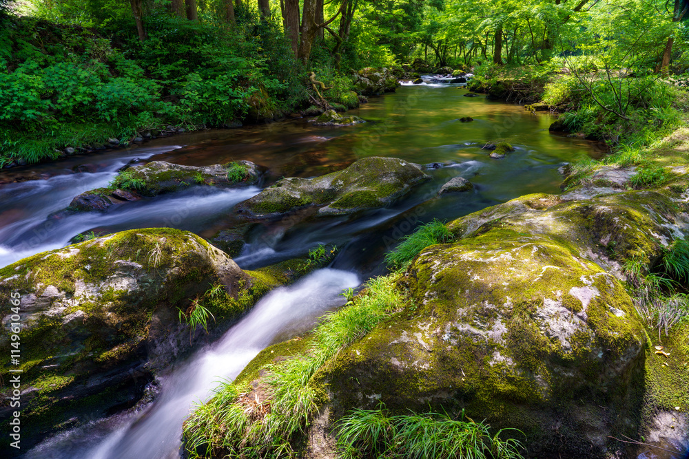 Obraz premium 新緑に包まれて、清々しい清流