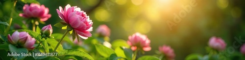 Late spring afternoon sunlight filters through the lush green foliage of a garden where pink peonies are in full bloom, sunlight, garden