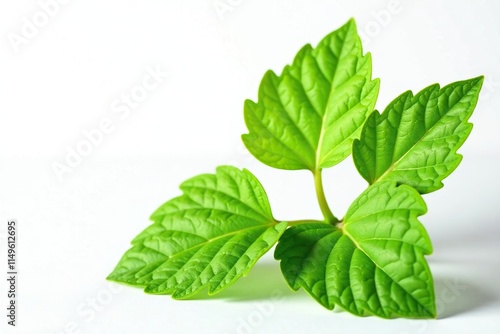 Butterbur Petasites hybridus leaves and stems on white background, greenery, photography, plant photo