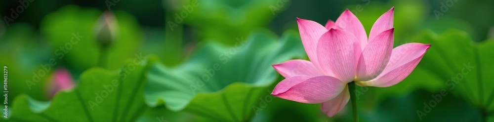 Detailed view of Blooming Lotus Stem and Leaves, macro photography, outdoor, botanical garden Detailed view of Blooming Lotus Stem and Leaves, macro photography, outdoor, botanical garden