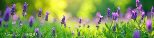 Delicate purple lavender blooms in a lush green meadow, flowers, meadow