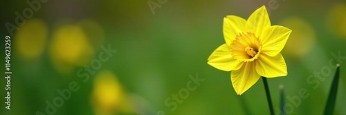 Single yellow daffodil on a green stem in a garden, yellow, outdoor photo