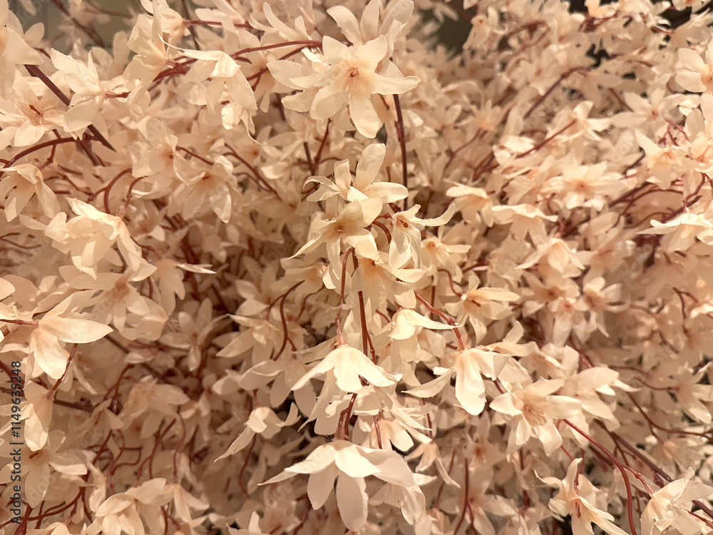 Close up photo of white beige Sakura flowers from the tree branch. Sakura or cherry blossom is often related to Japan and blooms around spring season. Close up photo of white beige Sakura flowers from the tree branch. Sakura or cherry blossom is often related to Japan and blooms around spring season.
