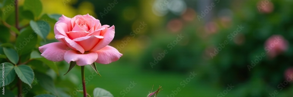 Tall and slender rose bush with a beautiful pink blossom, flowering shrub, verdant foliage, long stem Tall and slender rose bush with a beautiful pink blossom, flowering shrub, verdant foliage, long stem