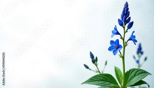 Blue Edging or Lobelia erinus flowering plant with delicate blue flowers and slender stems, flowering plants, perennial flowers, photo