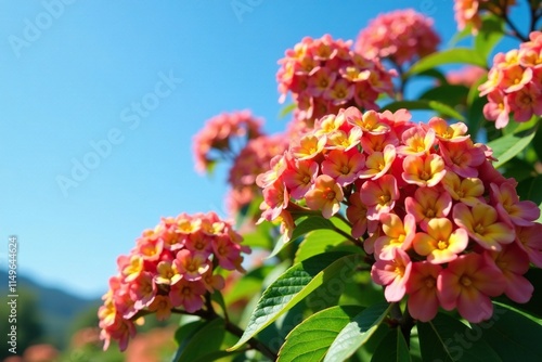 Colorful Edgeworthia chrysantha blossoms under clear blue summer sky, bush, garden, blossoms photo