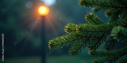 Dew-kissed fir needles glisten in the soft glow of a lamp post on a misty evening, needles, glow photo