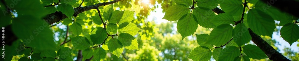 Gentle breeze rustles leaves of towering trees, natural, serenity, leaves Gentle breeze rustles leaves of towering trees, natural, serenity, leaves