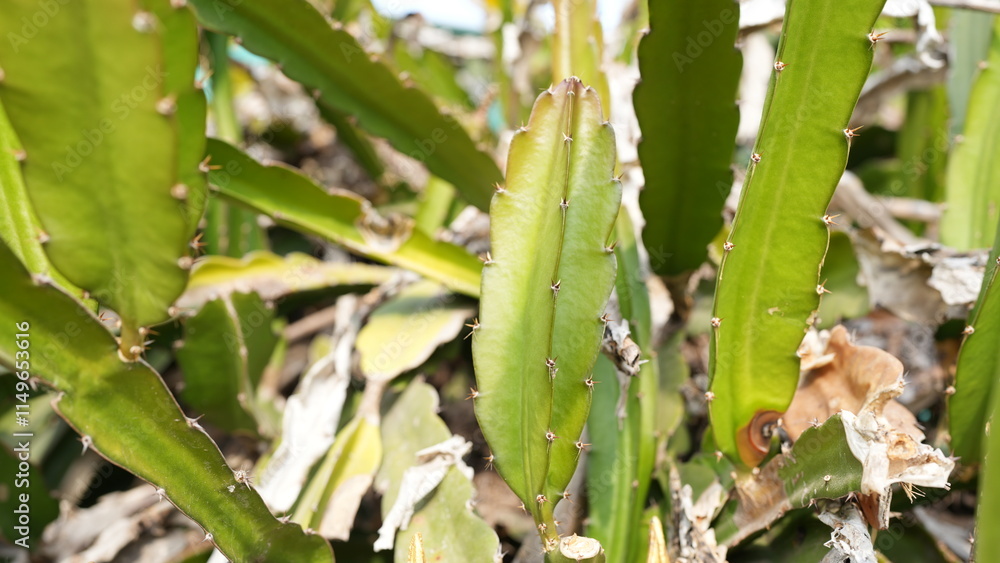 Close-Up of Cactus Plant with Sharp Spines and Green Foliage Close-Up of Cactus Plant with Sharp Spines and Green Foliage