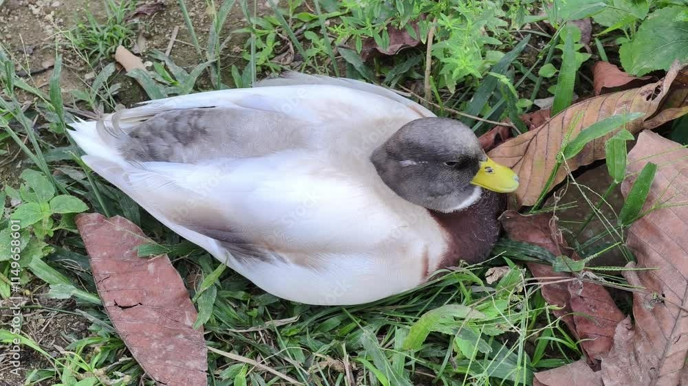 Closeup wild duck is sleeping Closeup wild duck is sleeping
