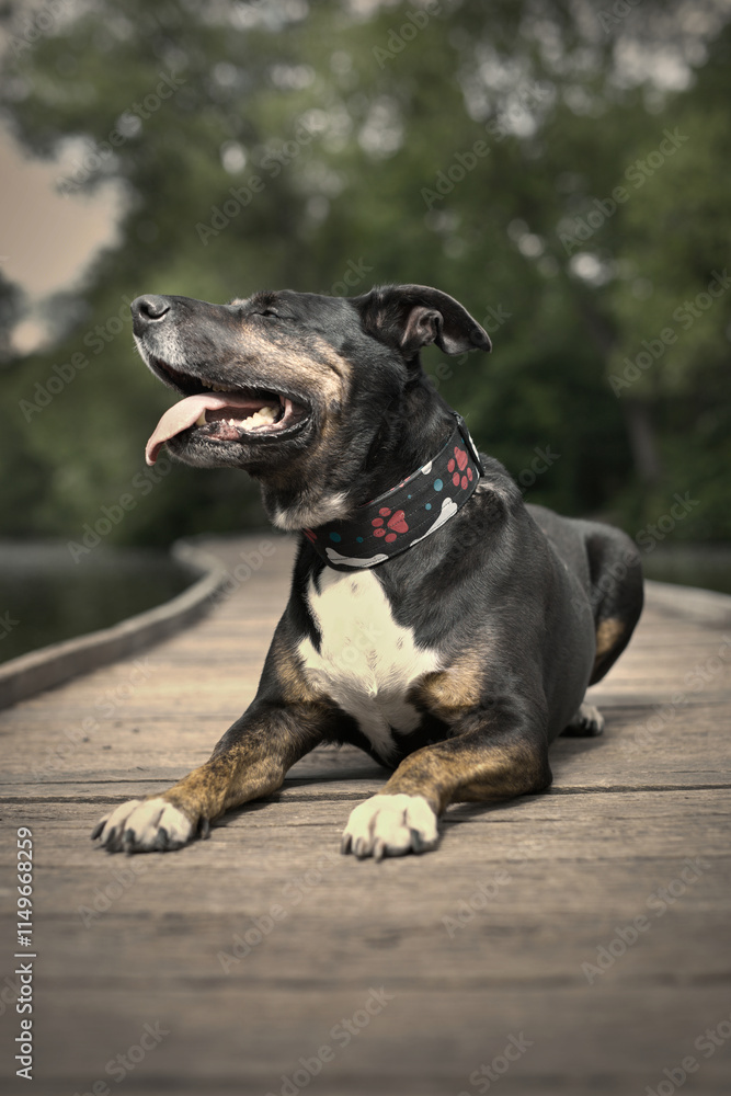 Dog posing on wooden bridge on lake in summer nature Dog posing on wooden bridge on lake in summer nature