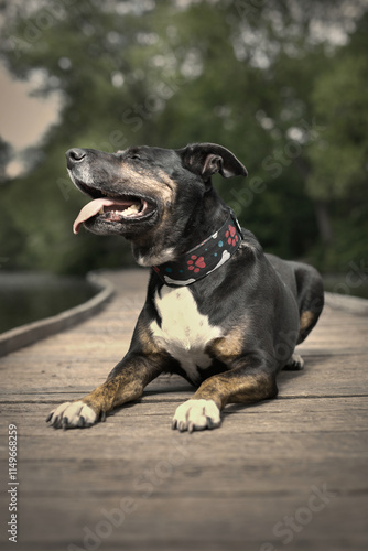 Dog posing on wooden bridge on lake in summer nature photo