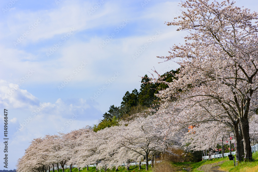 春 涌谷城　満開の桜
