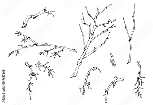 Tree, berry or bush branch twig with no leaves, early spring, late autumn or winter, plant stalks, buds. Botanical illustration set hand drawn in ink vector, isolated on white. Wedding, florist shop.