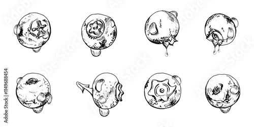 Blueberry blackberry with drops hand drawn in ink vector, forest berry bilberry huckleberry blackthorn sloe fruit. Botanical isolated elements set illustration. Restaurant, cafe menu, farmers market