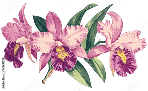 Brightly hued Cattleya Orchid with pink and purple tones from the 1920s, green leaves captured in a vintage engraving, floral art engraving, antique botanical prints, orchid designs.