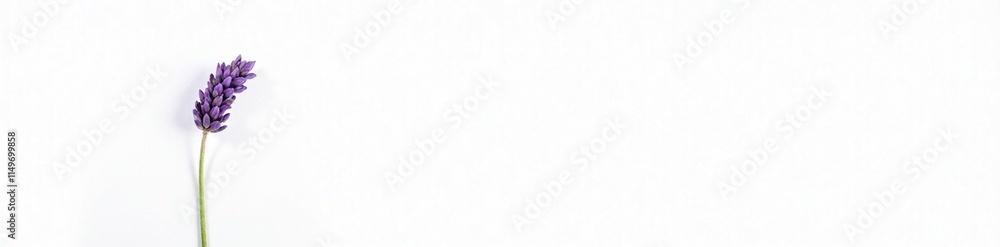 Obraz premium A single stem of purple lavender against a white background, bloom, flowers