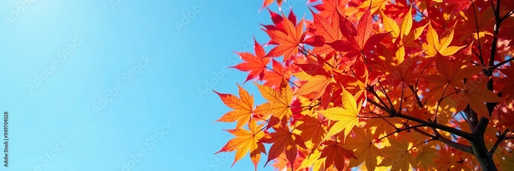 Autumn foliage of tulip tree against a bright blue sky, leaf changing colors, autumn leaves Autumn foliage of tulip tree against a bright blue sky, leaf changing colors, autumn leaves