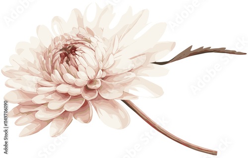 Chrysanthemum botanical art in soft pink and white tones, antique design perfect for vintage holiday decorations and festive home styling