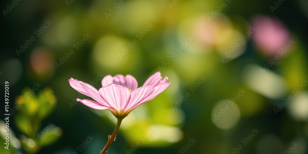 Fototapeta premium A single pink flower blossoms in a sunlit garden, delicate petals unfurling against a softly blurred background of green and yellow hues.