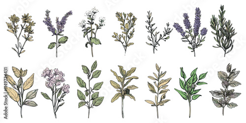 Hand-drawn isolated herbs, featuring botanical plants with healing properties and medical contours, creating a unique collection of nature’s restorative flora