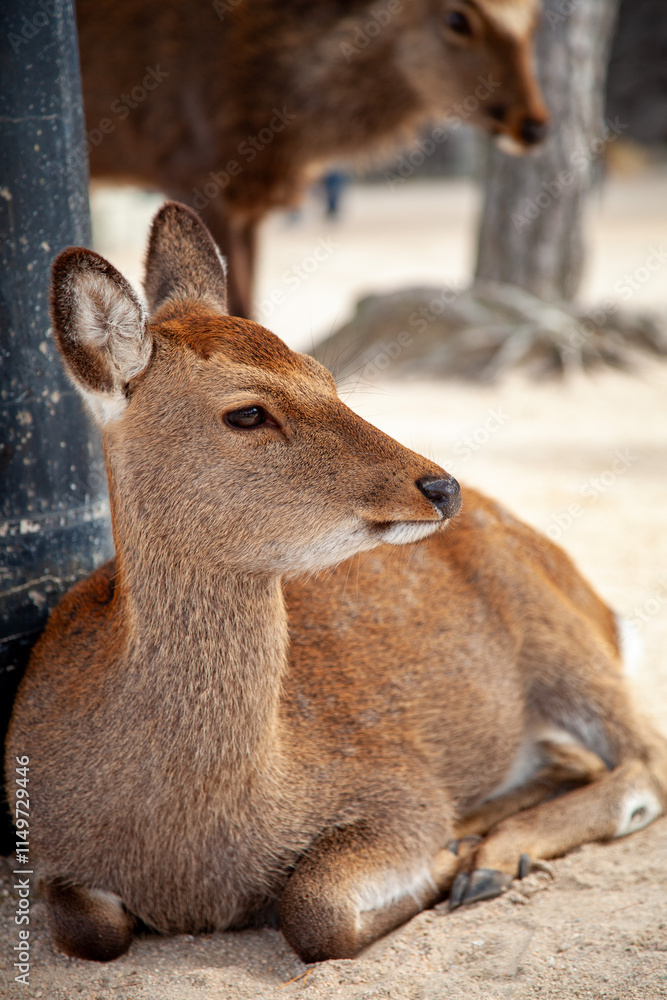 Fototapeta premium Portrait of deer sitting on a shore on Miyajima island, Japan