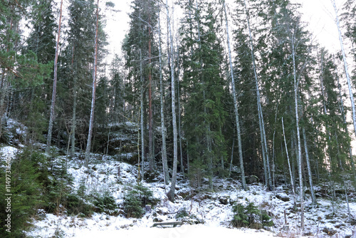 Canvas Print Forest