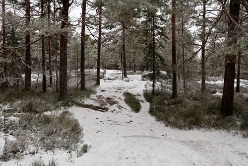 Wallpaper Mural Forest Torontodigital.ca