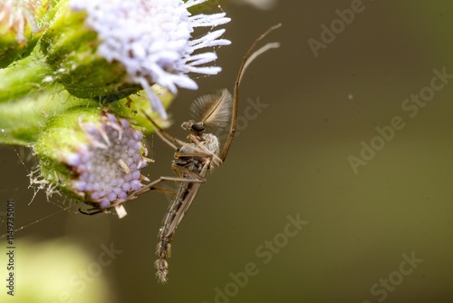 Adult Non-biting Midge of the Family Chironomidae photo