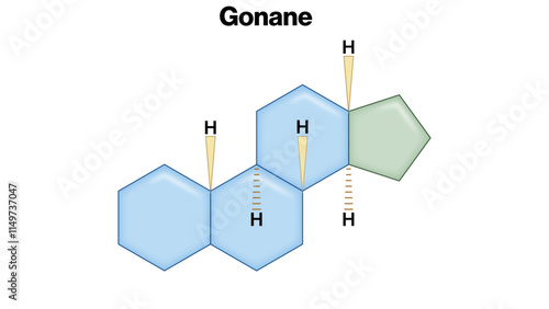 Gonane Structure Vector Illustration, Steroid Backbone Diagram, Basic Hydrocarbon Framework of Steroids, Scientific Diagram in White Background