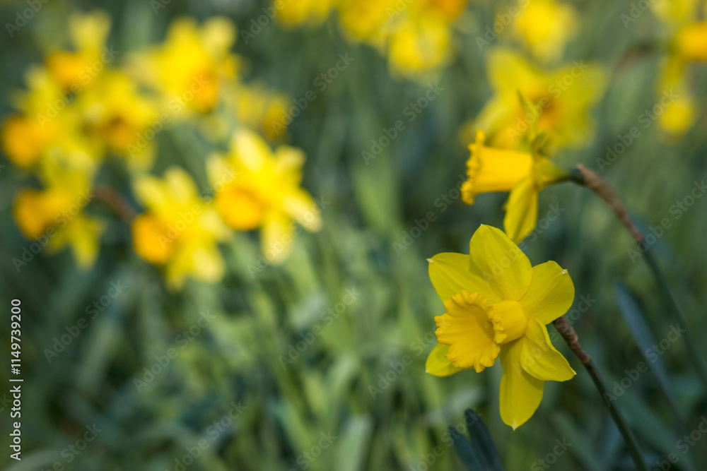 Fototapeta premium The daffodil, yellow narcissus flowers in a park