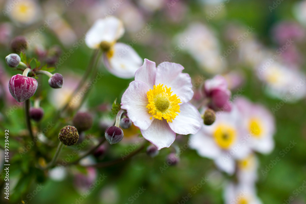 anemone flowers in a garden - soft focus
