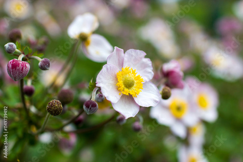 Obraz na płótnie anemone flowers in a garden - soft focus w salonie