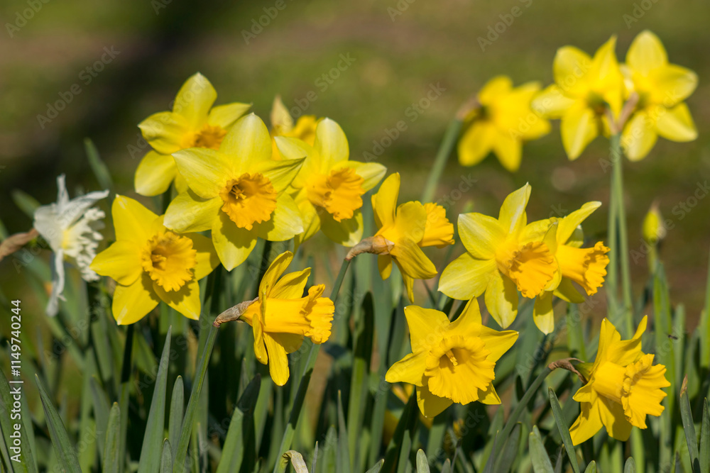 The daffodil, yellow narcissus flowers in a park The daffodil, yellow narcissus flowers in a park