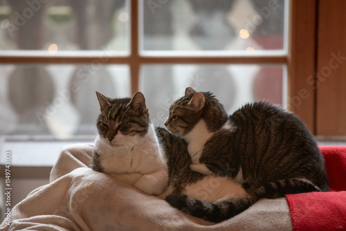 two cats cuddeling up on a sofa as it is getting colder outside photo