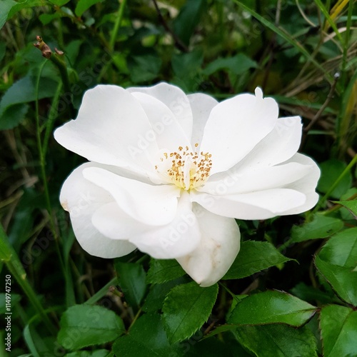 White rose in the garden, close-up. Nature background.