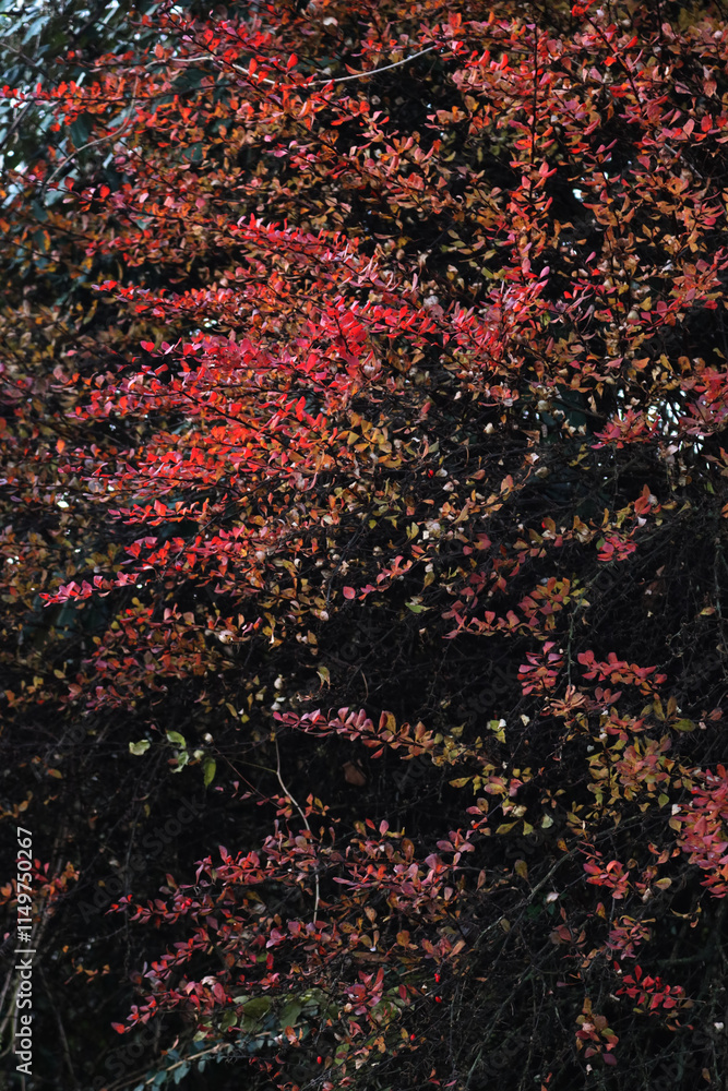 Barberry bush with autumnal foliage. Berberis vulgaris or Berberis thunbergi in the garden Barberry bush with autumnal foliage. Berberis vulgaris or Berberis thunbergi in the garden