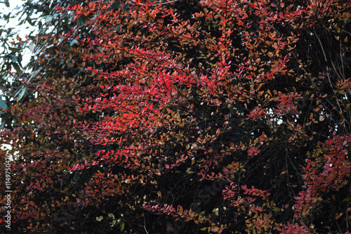 Barberry bush with autumnal foliage. Berberis vulgaris or Berberis thunbergi in the garden photo