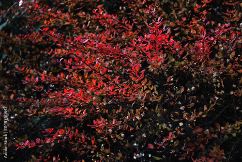 Barberry bush with autumnal foliage. Berberis vulgaris or Berberis thunbergi in the garden photo