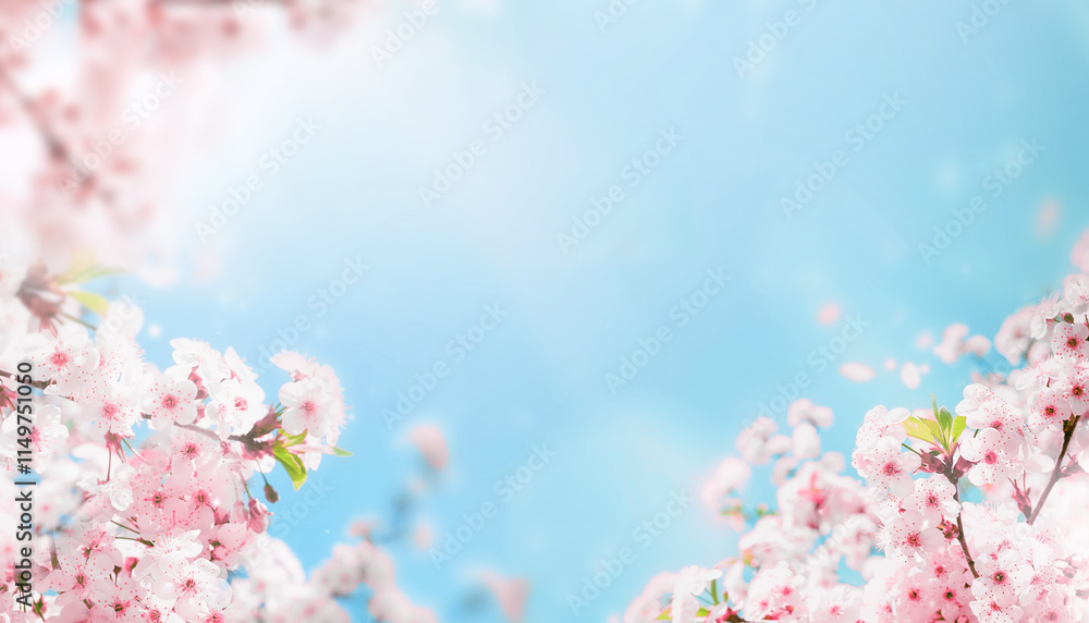 Branches of blossoming cherry macro with soft focus on gentle light blue sky background in sunlight with copy space. Beautiful floral image of spring nature.